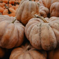 fall fun in a pile of pumpkins in langley bc