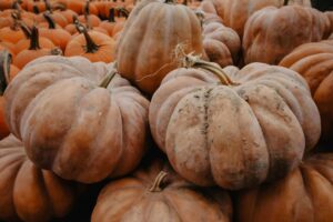 fall fun in a pile of pumpkins in langley bc