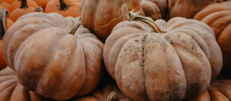 fall fun in a pile of pumpkins in langley bc